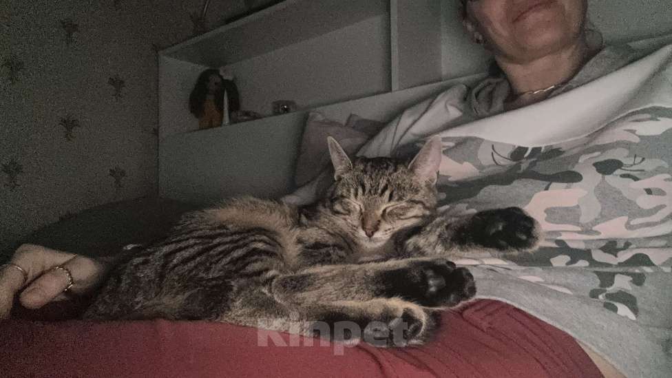 Кошки в Москве: Кошечка Флора ищет добрые руки Девочка, Бесплатно - фото 6