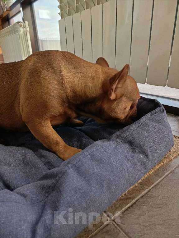 Собаки в Тюмени: французский бульдог девочка Девочка, Бесплатно - фото 2