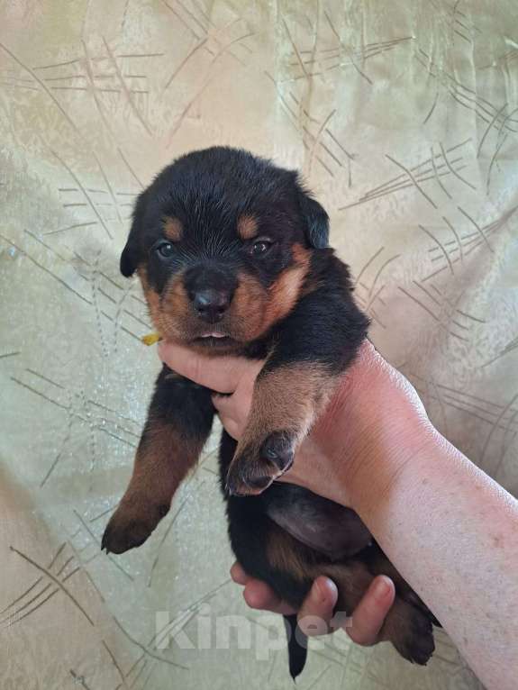 Собаки в Всеволожске: Щенки ротвейлера  Мальчик, 100 000 руб. - фото 7