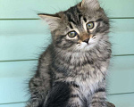 Кошки в Перми: Сибирский кошечка Девочка, 40 000 руб. - фото 1
