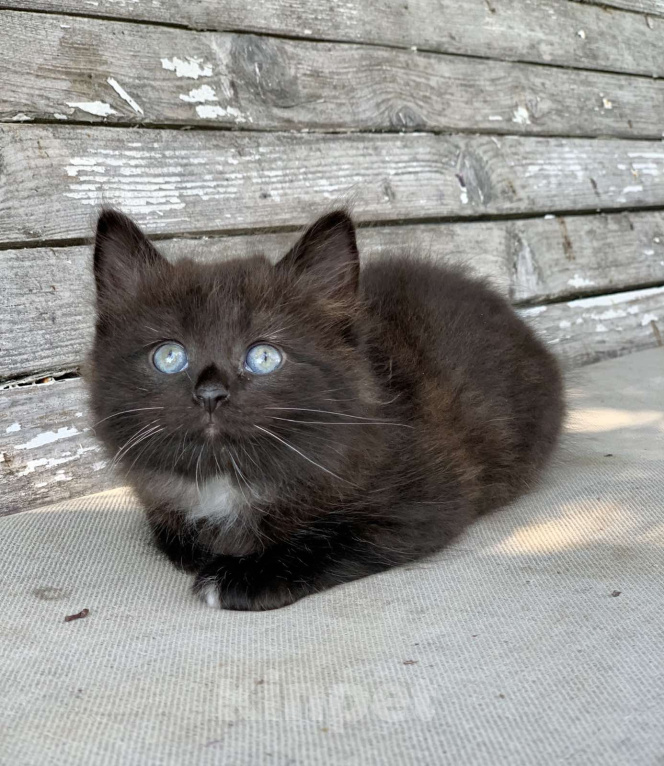 Кошки в Перми: Чудесные чистокровные сибирские котята Мальчик, 40 000 руб. - фото 1