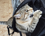 Кошки в Первоуральске: Буся в добрые руки Девочка, Бесплатно - фото 4