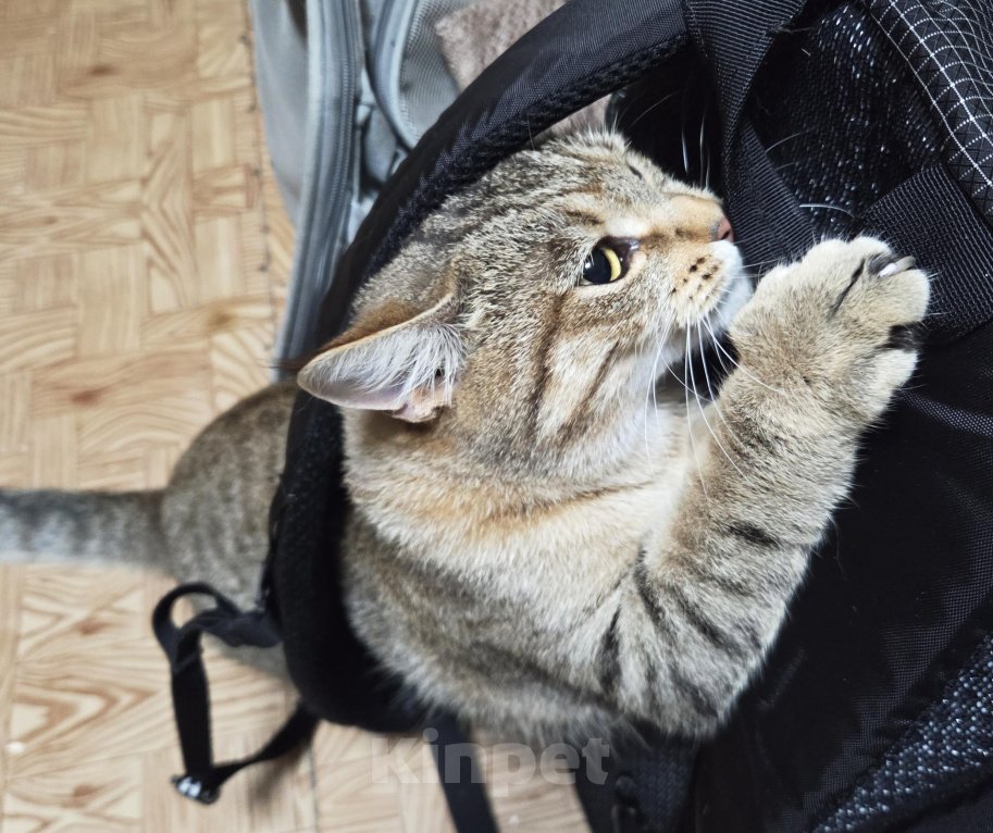 Кошки в Первоуральске: Буся в добрые руки Девочка, Бесплатно - фото 4