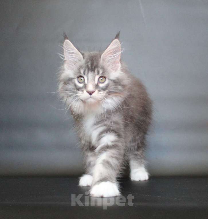 Кошки в Екатеринбурге: Даймонд Димочка Мальчик, 50 000 руб. - фото 1