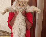 Кошки в Москве: Вязка с котом мейн-кун, 5 000 руб. - фото 1