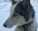 Собаки в Якутске: Опытный кобель хаски ищет подругу для вязки Мальчик, 5 000 руб. - фото 3