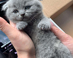Кошки в Малмыже: Продаю котят, 6 000 руб. - фото 3