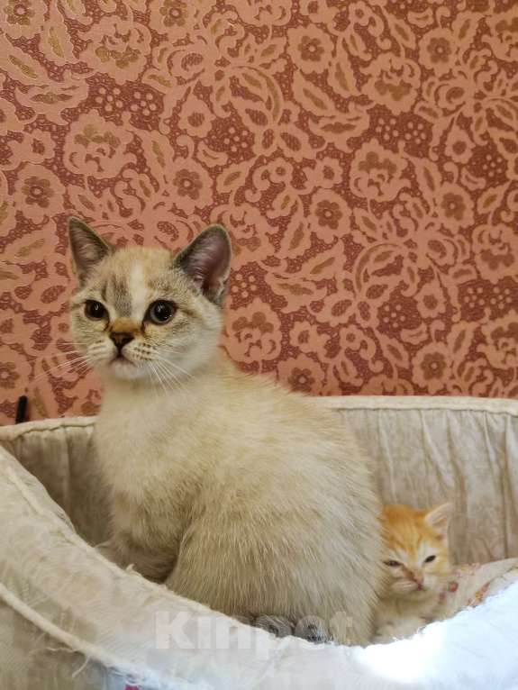 Кошки в Москве: Британские котята  Девочка, 10 000 руб. - фото 2