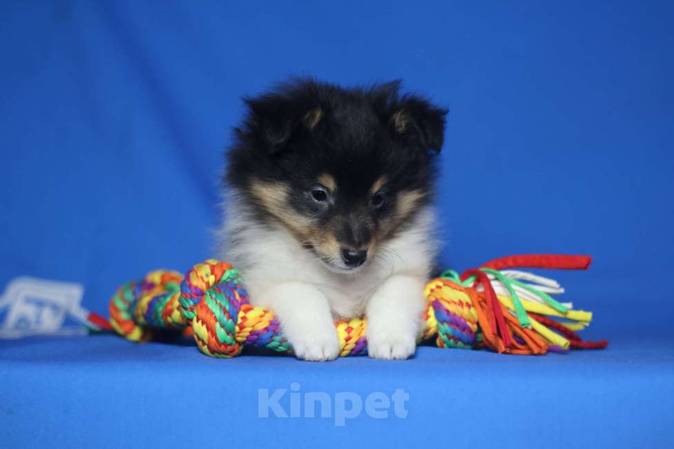 Собаки в Рязани: Щенки шелти. Мальчик, 60 000 руб. - фото 7