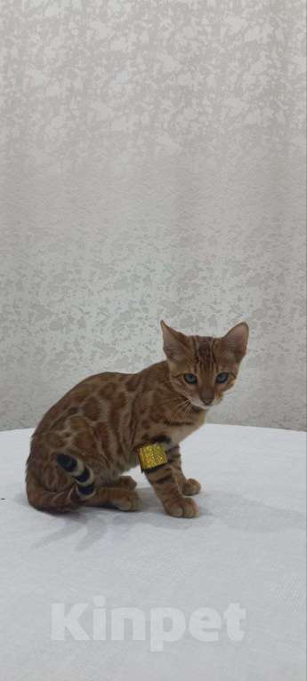 Кошки в Нижнем Новгороде: Бенгальские котята Девочка, Бесплатно - фото 2