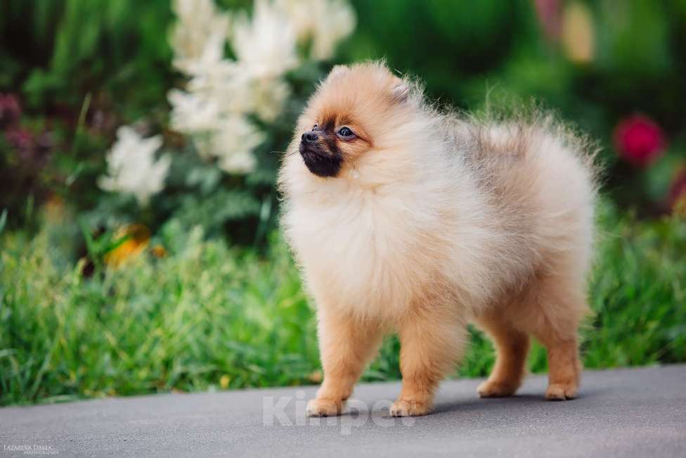 Собаки в Москве: Щенки  шпица (малого) Мальчик, 70 000 руб. - фото 3