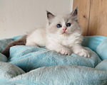 Кошки в Москве: котик рэгдолл Мальчик, 60 000 руб. - фото 3