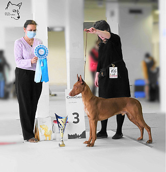 Объявление: Фараонова собака щенки, 120 000 руб., Москва