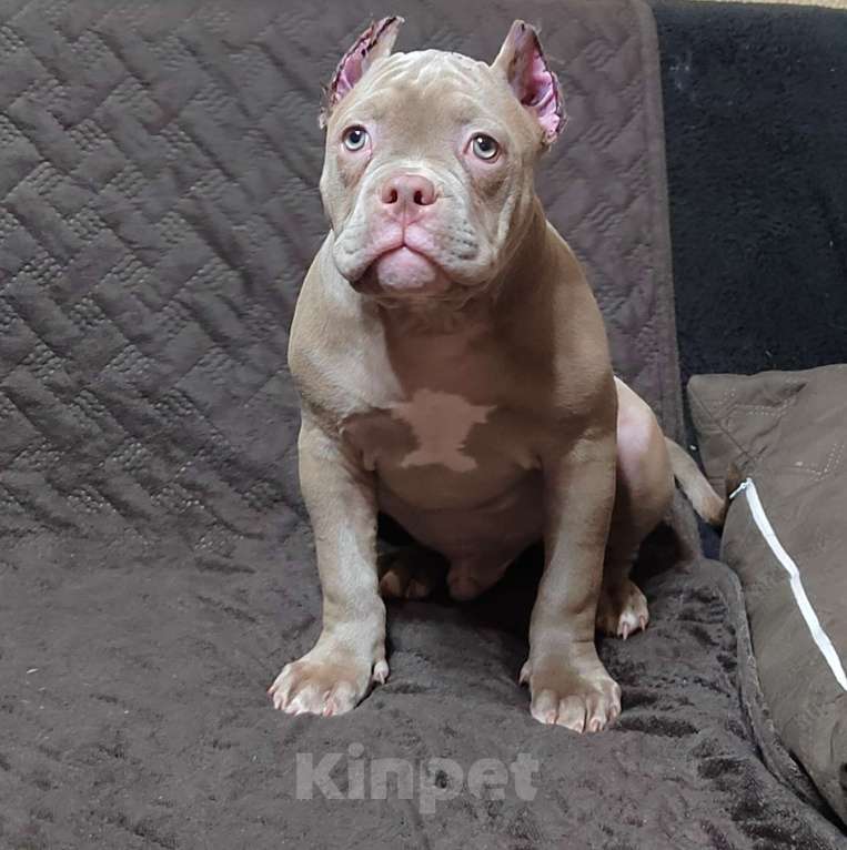 Собаки в Оренбурге: Американский булли  в типе покет Мальчик, 65 000 руб. - фото 5