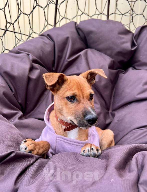 Собаки в Ростове-на-Дону: Тим подарит тебе любовь❤️ Мальчик, Бесплатно - фото 3