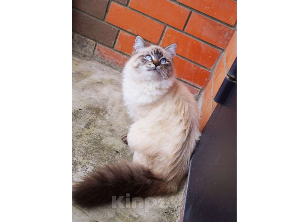 Кошки в Краснодаре: Невская маскарадная котенок Барэль очень пушистый в окрасе колор поинт Мальчик, 27 000 руб. - фото 3