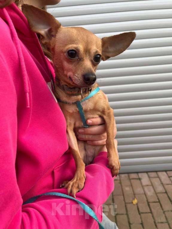 Собаки в Краснодаре: в добрые руки Мальчик, 1 руб. - фото 2