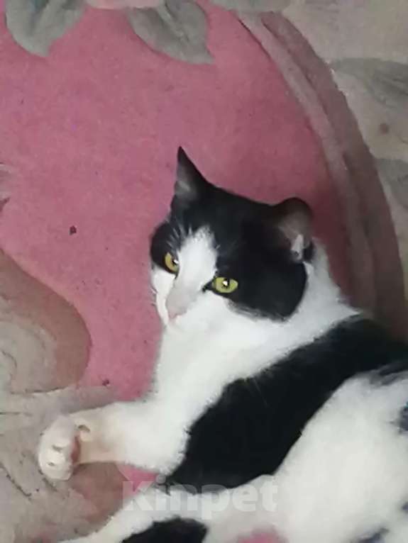 Кошки в Набережных Челнах: Хочу дом Мальчик, Бесплатно - фото 1