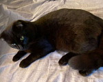 Кошки в Новосибирске: Черный, котик по кличкe Симба! Ему 1 год, 2 мeс. Очень ласковый ,к лотку приучен ,кушает всё Мальчик, 500 руб. - фото 2