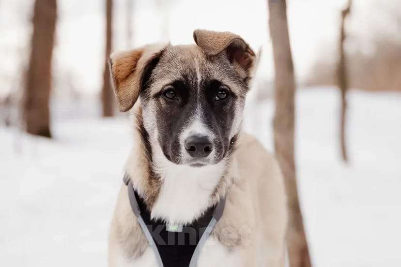 Собаки в Москве: Эйприл Девочка, Бесплатно - фото 6