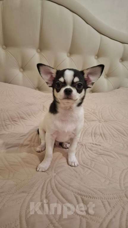Собаки в Подольске: Щенок чихухуа Мальчик, 40 000 руб. - фото 5
