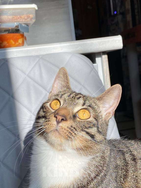 Кошки в Санкт-Петербурге: Шикарная кошка в добрые руки Девочка, Бесплатно - фото 5