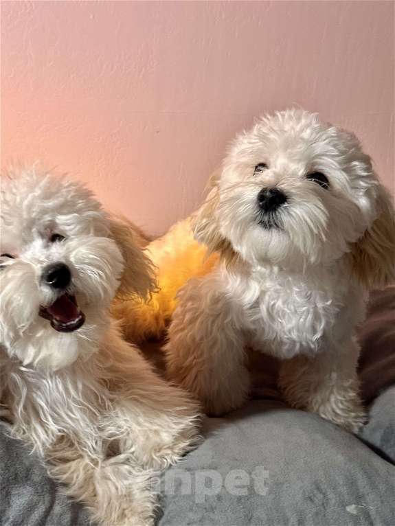 Собаки в Перми: Малыш Мальчик, Бесплатно - фото 3