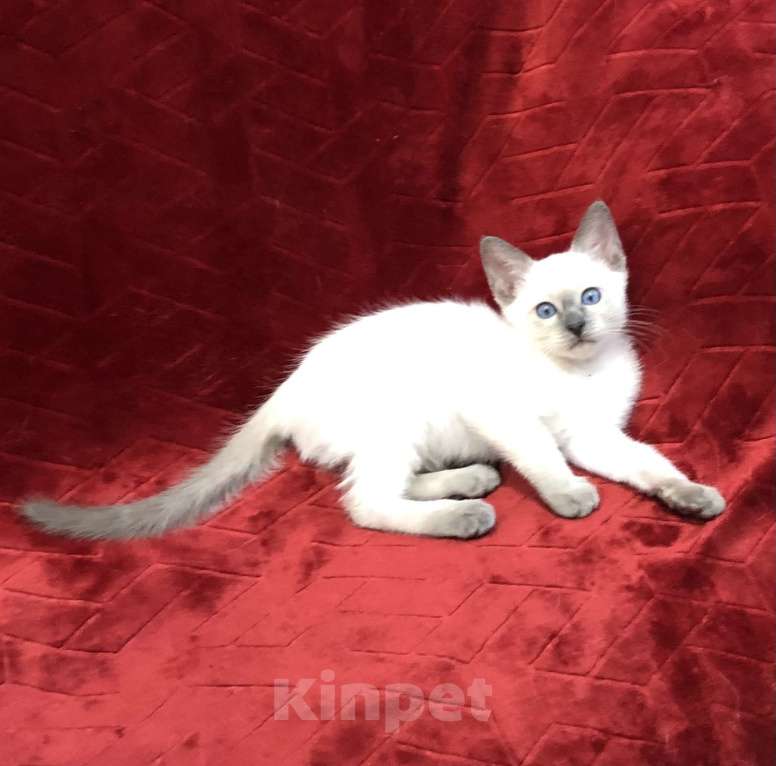 Кошки в Москве: ✨Тайский котёнок блю-пойнт, 3 месяца ✨ Мальчик, Бесплатно - фото 2