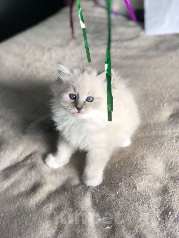 Кошки в Балашихе: Котенок Невский маскарадный  Мальчик, 25 000 руб. - фото 4