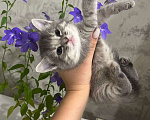 Кошки в Уфе: Котята девочки в добрые руки  Девочка, Бесплатно - фото 1