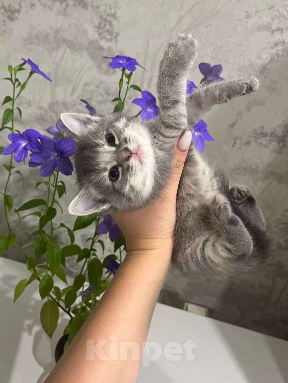 Кошки в Уфе: Котята девочки в добрые руки  Девочка, Бесплатно - фото 1