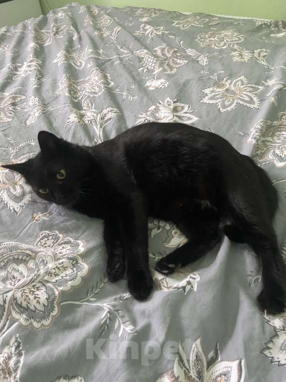 Кошки в Москве: Помогите, пожалуйста, найти кошку Тучку Девочка, Бесплатно - фото 5