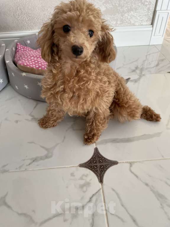 Собаки в Краснодаре: Девочка той-пудель мини Девочка, 120 000 руб. - фото 7