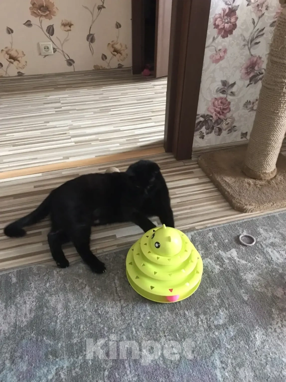 Кошки в Дмитрове: Отдам в добрые руки Девочка, Бесплатно - фото 7