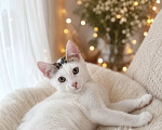 Кошки в Санкт-Петербурге: Котенок в добрые руки Мальчик, Бесплатно - фото 1