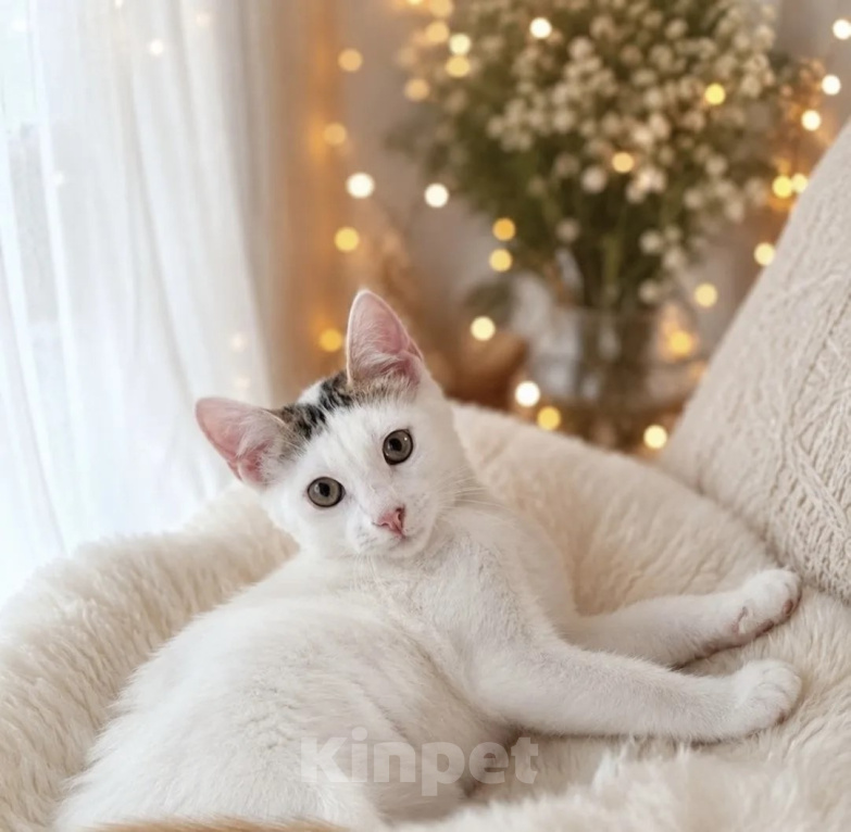 Кошки в Санкт-Петербурге: Котенок в добрые руки Мальчик, Бесплатно - фото 1