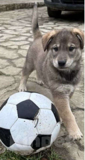 Собаки в других городах Московской области: Хамзатик метис овчарки Мальчик, Бесплатно - фото 1