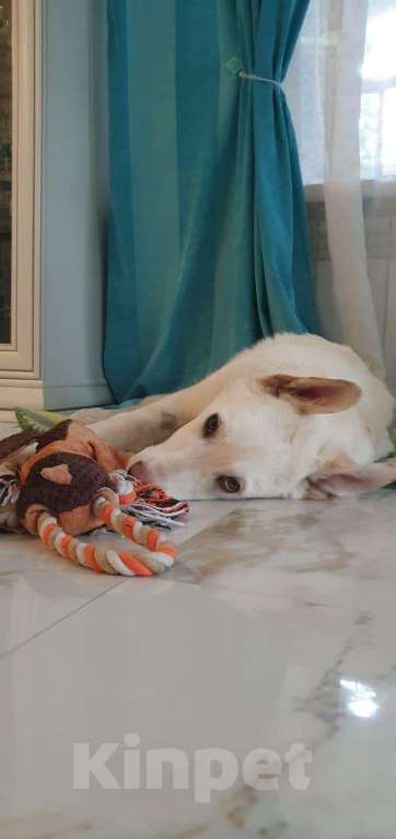 Собаки в других городах Московской области: Якутята из ппбж Друг  Мальчик, Бесплатно - фото 2