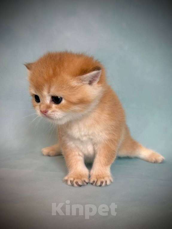 Кошки в Калуге: Британская золотая шиншилла Девочка, 45 000 руб. - фото 2