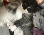 Кошки в Воронеже: Котенок Девочка, 500 руб. - фото 3