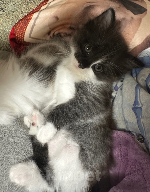 Кошки в Воронеже: Котенок Девочка, 500 руб. - фото 3
