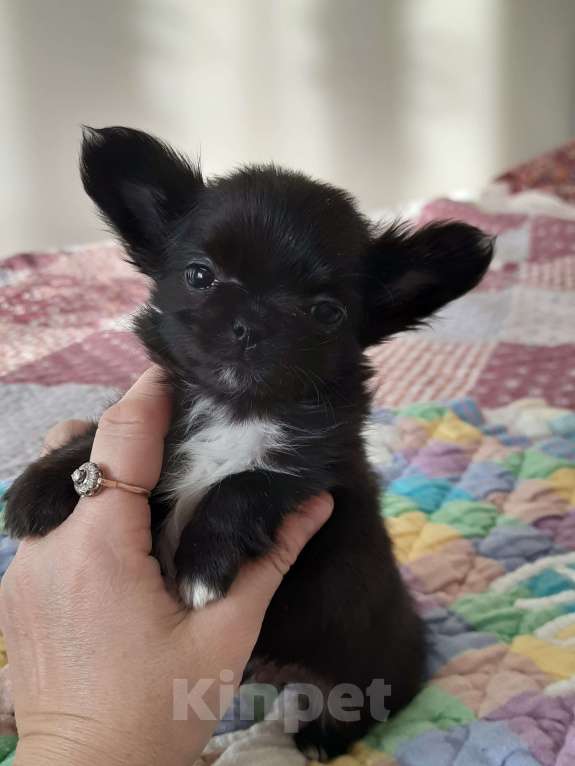 Собаки в Москве: Мальчик чёрного окраса Мальчик, 20 000 руб. - фото 2