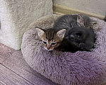 Кошки в Саратове: Котята в добрые руки Девочка, Бесплатно - фото 3
