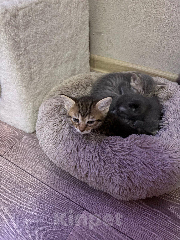 Кошки в Саратове: Котята в добрые руки Девочка, Бесплатно - фото 3