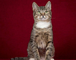 Кошки в Москве: Котопёс Барса — удивительная кошка с удивительной историей ищет дом Девочка, Бесплатно - фото 1