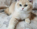Кошки в Дмитровске: Котенок британская золотая шиншилла, 20 000 руб. - фото 5