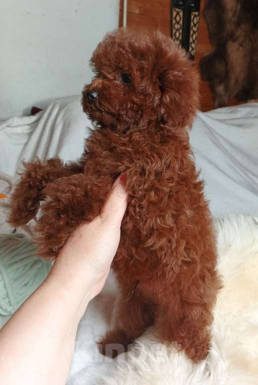 Собаки в Москве: щенок Китайский тедди пудель (Teddy Bear) Мальчик, 150 000 руб. - фото 9