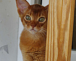 Кошки в Москве: Абиссинский длинношерстный котенок Мальчик, 15 000 руб. - фото 2