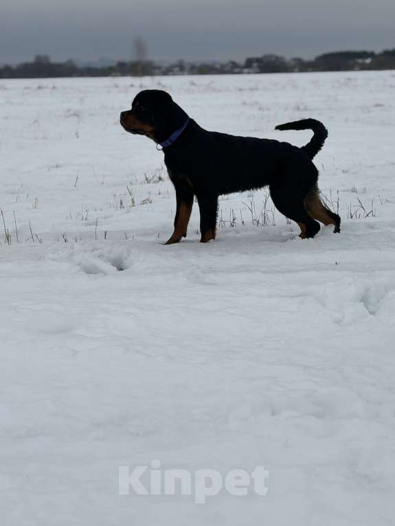 Собаки в Москве: Продажа подрощенного щенка Мальчик, 50 000 руб. - фото 1