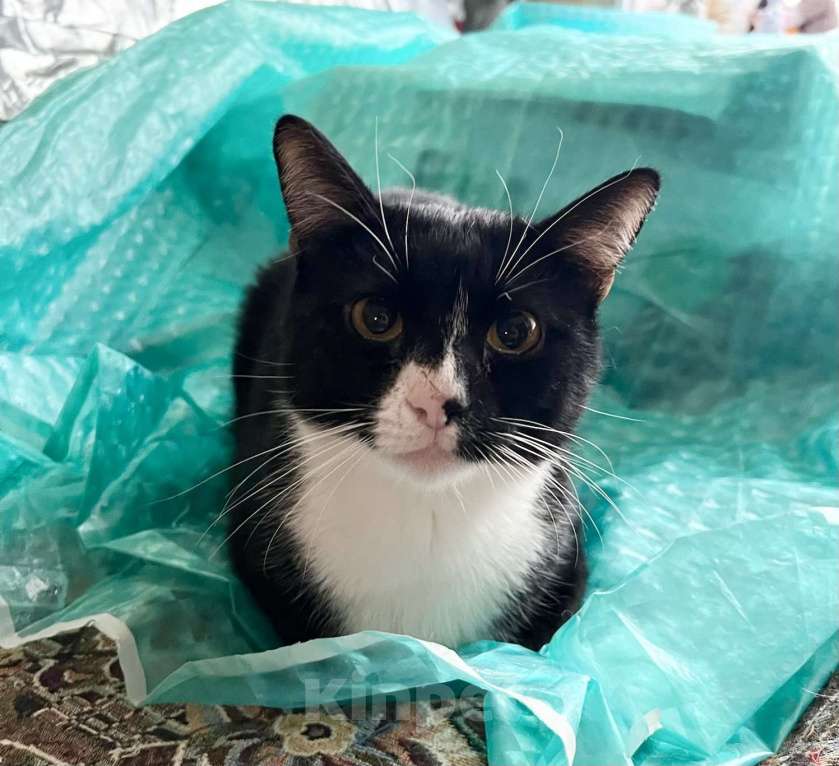 Кошки в Москве: Степенный и умный котофей Маркиз в добрые руки Мальчик, Бесплатно - фото 5